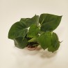 Philodendron Scandens en pot Ø9cm