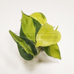 Philodendron Scandens...