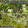 Lot de 100 plantes pour mur végétal extérieur