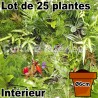 Lot de 25 plantes pot Ø6cm pour mur végétal intérieur