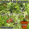 Lot de 100 plantes pot Ø6cm pour mur végétal intérieur