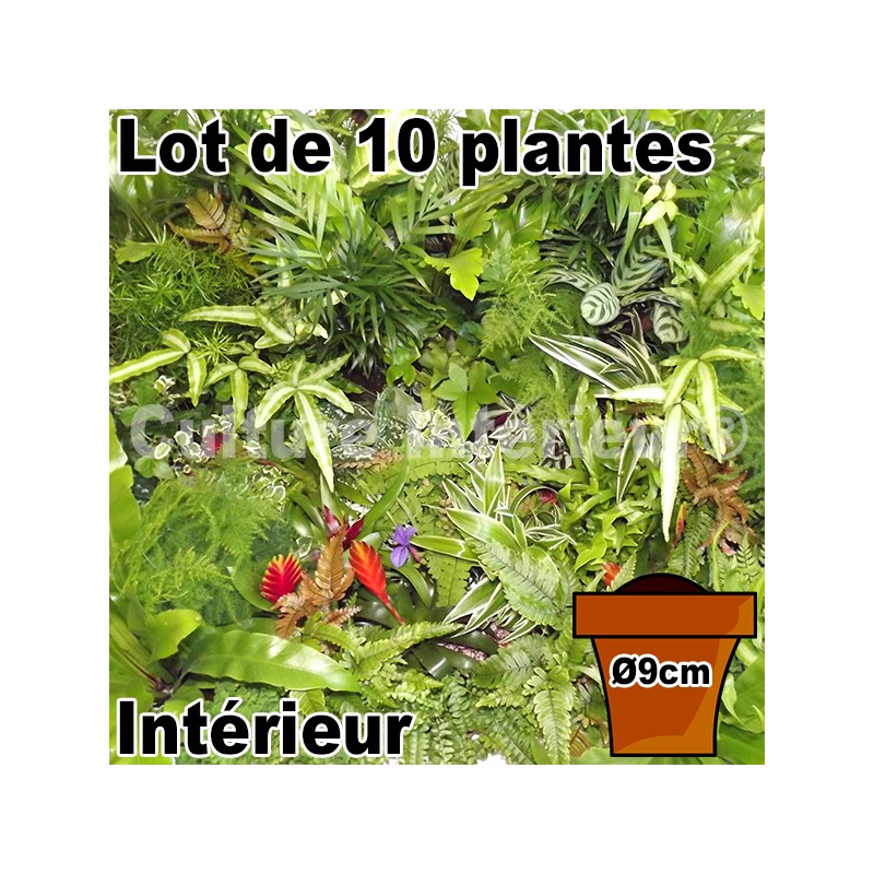 Lot 10 plantes pot Ø9cm mur végétal intérieur 