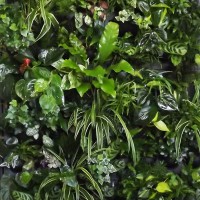 Plantes pour mur végétal intérieur - MonJardinVertical.fr